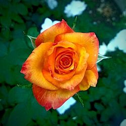 Close-up of orange rose