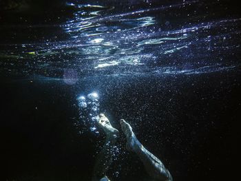 Jellyfish swimming in sea