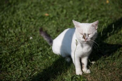 Cat relaxing on field