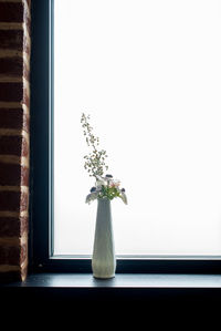 Close-up of flower on window sill