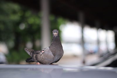 Close-up of bird perching