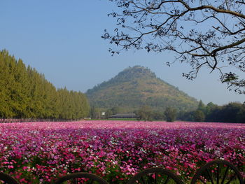 Flowers blooming on field against clear sky