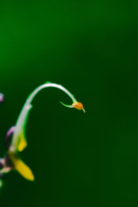 Close-up of yellow leaf over black background