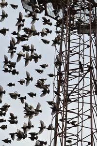 Low angle view of birds hanging against sky