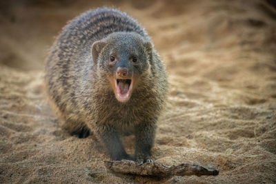 Close-up portrait of wild animal