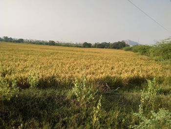 Scenic view of field against clear sky