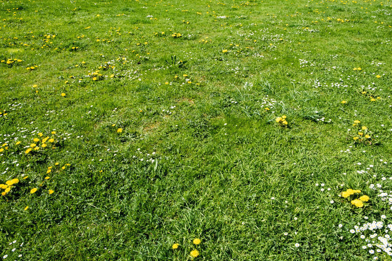 HIGH ANGLE VIEW OF GRASSY FIELD AND YELLOW FLOWERS