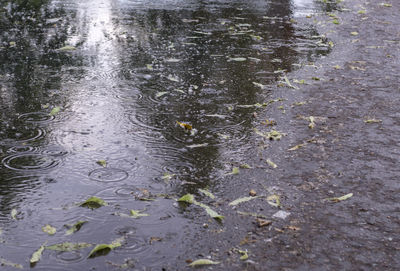 High angle view of raindrops on lake