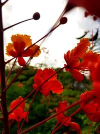 Close-up of red flowers