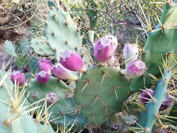 Close-up of pink flowering plants on field