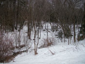 Trees on snow covered landscape