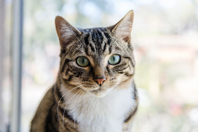 Close-up portrait of tabby cat