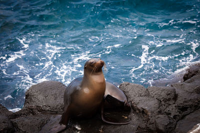 High angle view of sea lion on rock