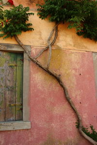 Close-up of ivy growing on tree