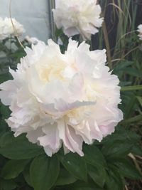 Close-up of white flowers