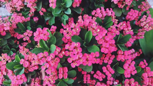 Full frame shot of pink flowering plants