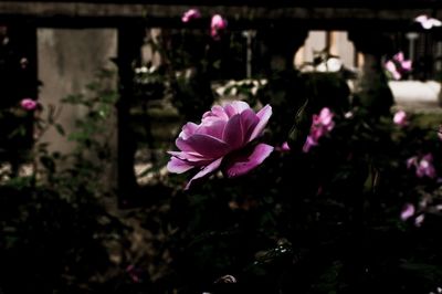 Close-up of pink flower blooming outdoors