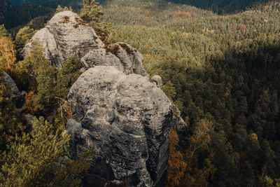 View of trees growing on rock