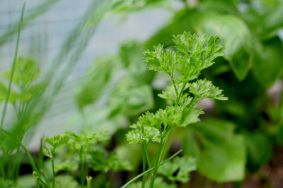 Close-up of fresh green plant