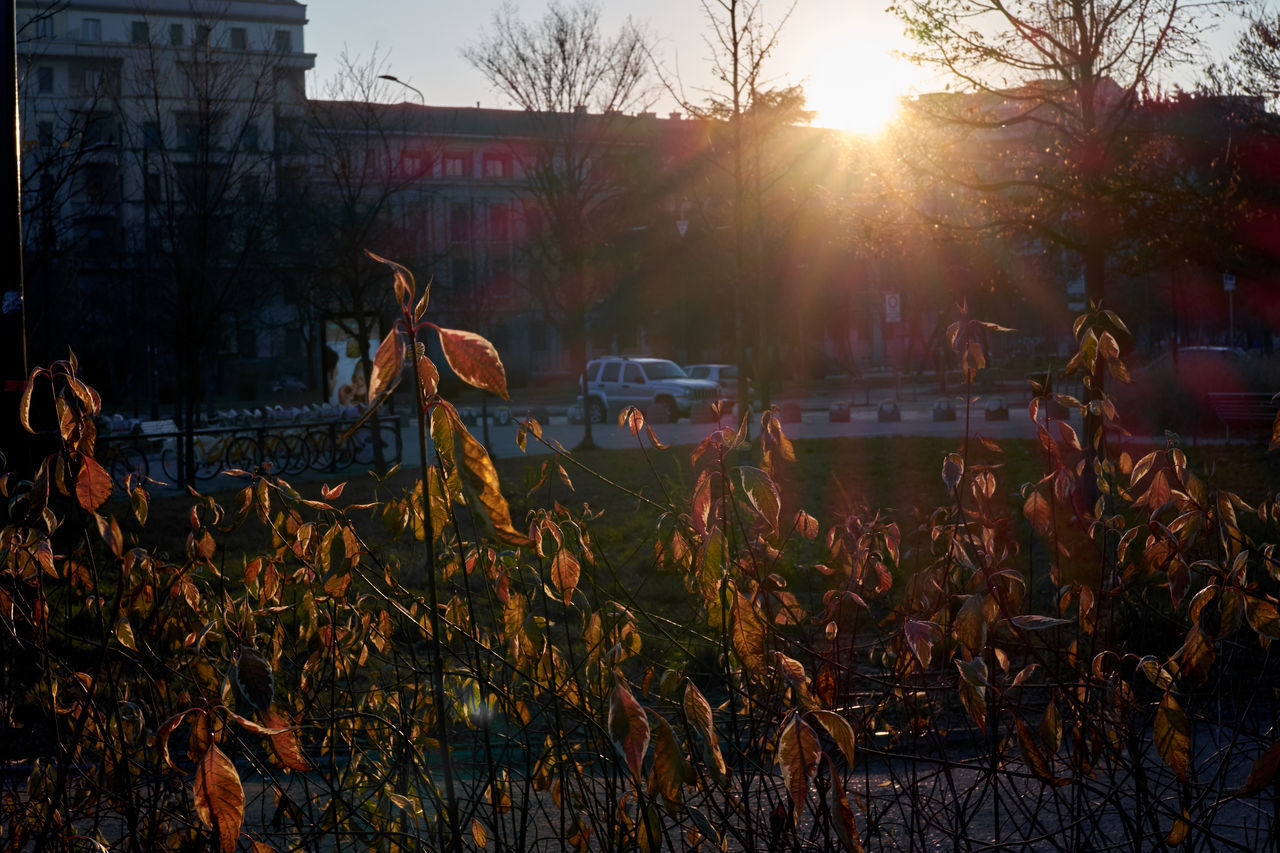 building exterior, lens flare, sunset, sunlight, built structure, architecture, tree, outdoors, city, sunbeam, nature, no people, sky, grass, day