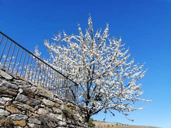 Low angle view of cherry blossom tree against blue sky