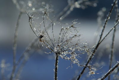 Close-up of frozen spider web on twig
