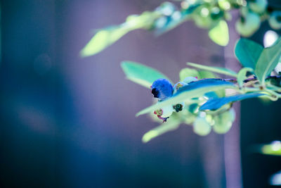 blue