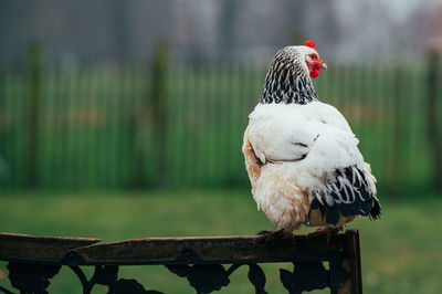 Close-up of bird