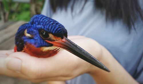 Close-up of hand holding bird