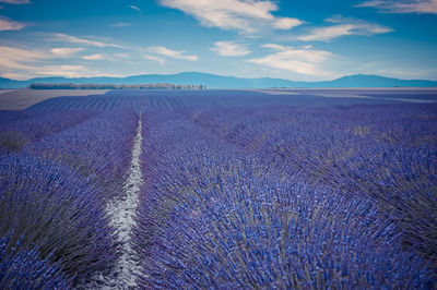 Picturesque provence lavender fields in france