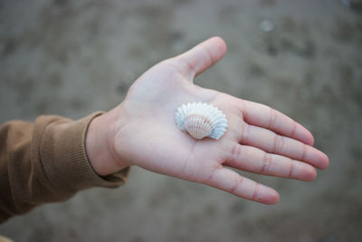 Close-up of hand holding seashell