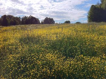 Scenic view of oilseed rape field against sky