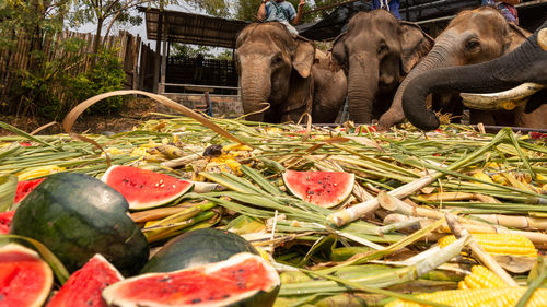 People feed elephants with lots of watermelons.