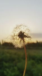 Close-up of dandelion on field