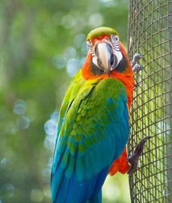 Close-up of parrot perching on branch