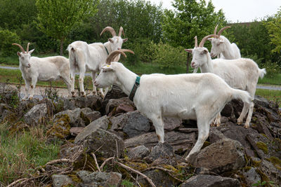 Sheep standing in a field