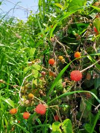 Close-up of berries growing on plant at field