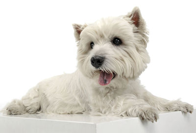 Close-up portrait of dog against white background