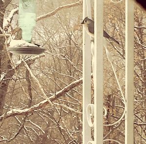 Close-up of bird perching on bare tree