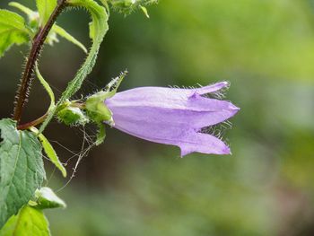 Close-up of purple flowering plant