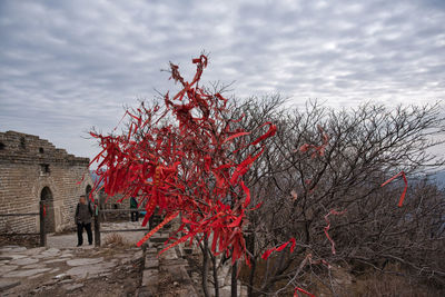 Low angle view of red flowering plant against sky