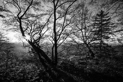 Silhouette bare trees in forest against sky