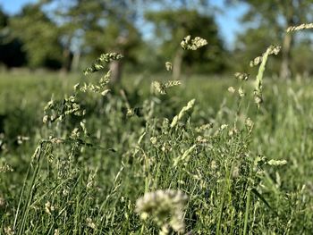 Close-up of flowering plants on field
