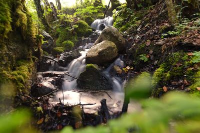 Scenic view of waterfall in forest