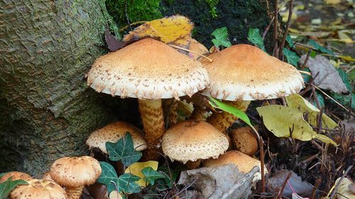 Close-up of mushrooms growing on tree trunk