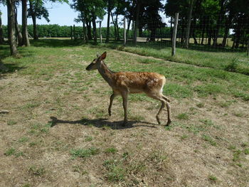 Deer on grassy field