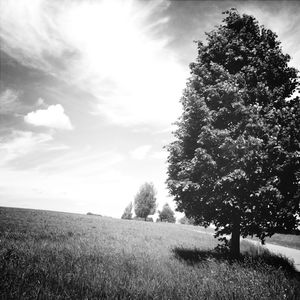 Scenic view of grassy field against sky