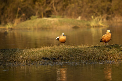 Ducks on a lake