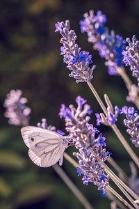 Butterfly on purple flower