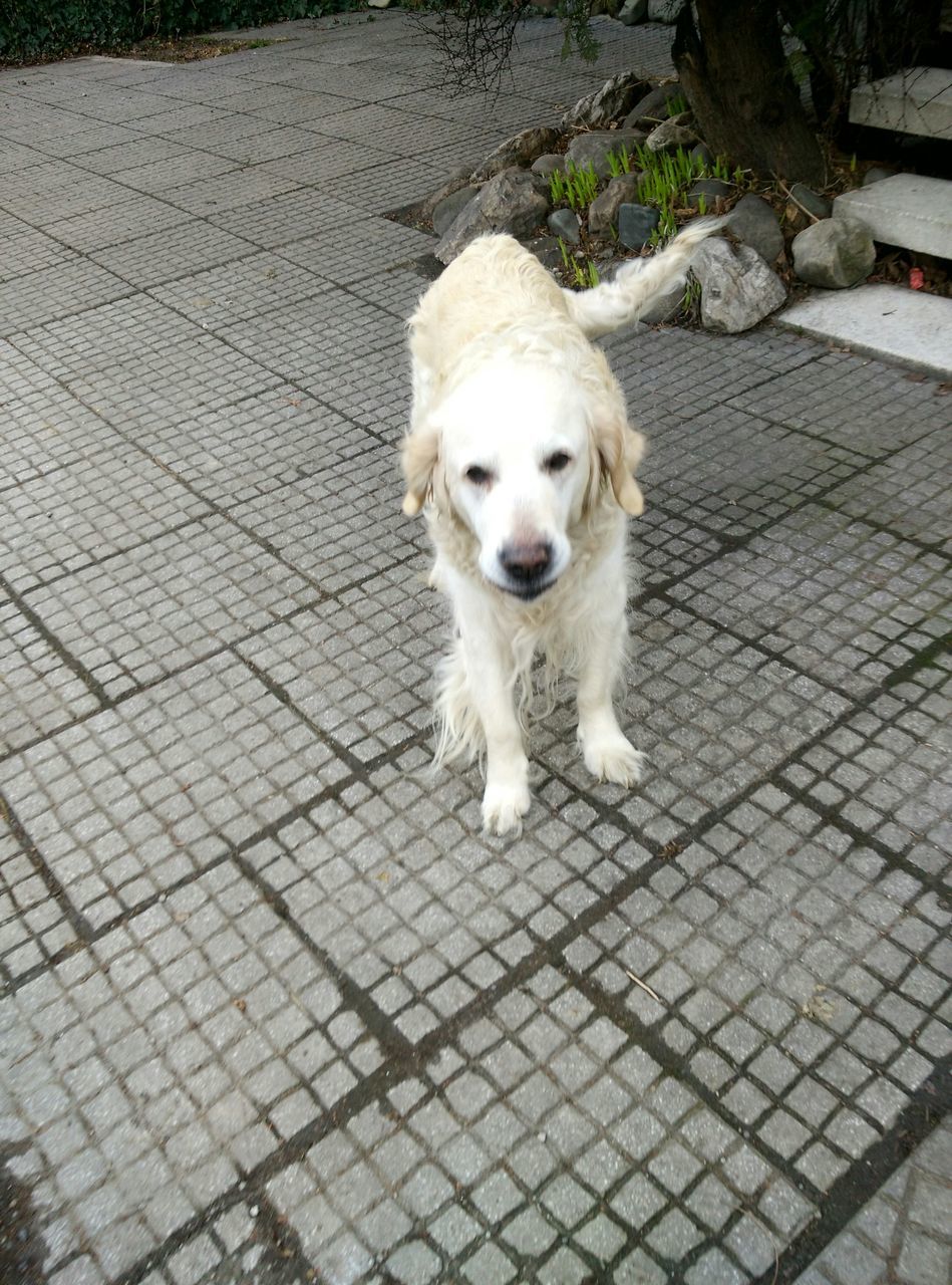 dog, pets, domestic animals, one animal, animal themes, mammal, portrait, looking at camera, high angle view, sitting, footpath, no people, zoology, relaxation, outdoors, full length, animal head, day, pet collar, street